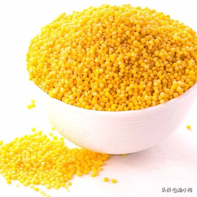 既实惠又好用的酒米窝料,麝香酒米窝料测试