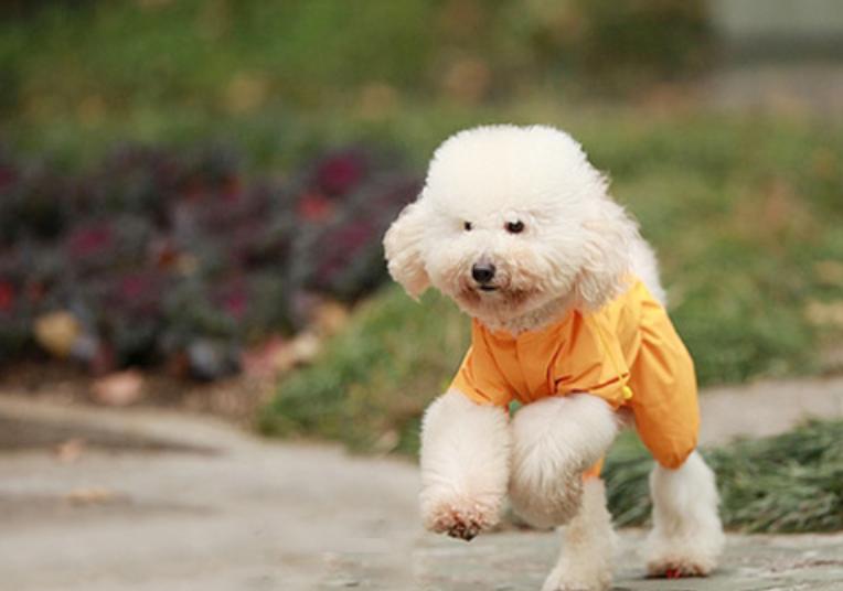 泰迪补钙可以用人的吗,泰迪补钙吃什么东西好