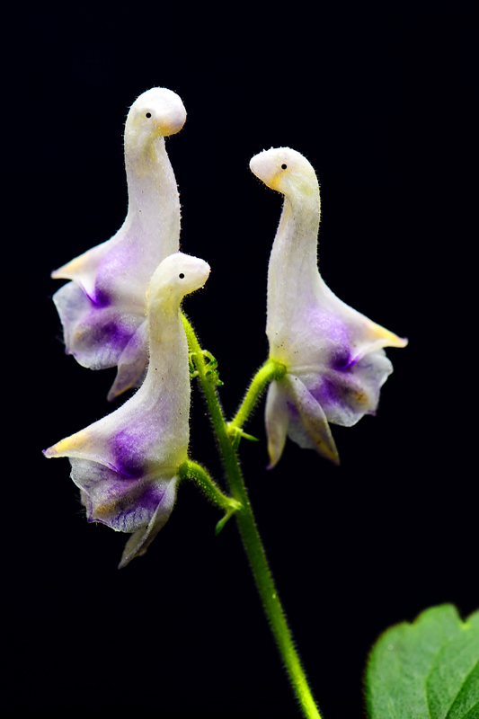 相似动物的花有哪些,稀奇古怪的动物花图片