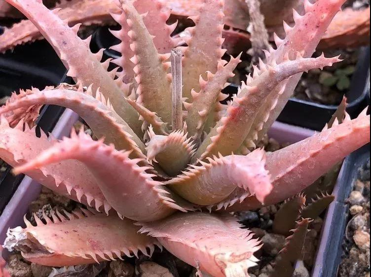 园艺观赏芦荟,园艺芦荟图鉴说明