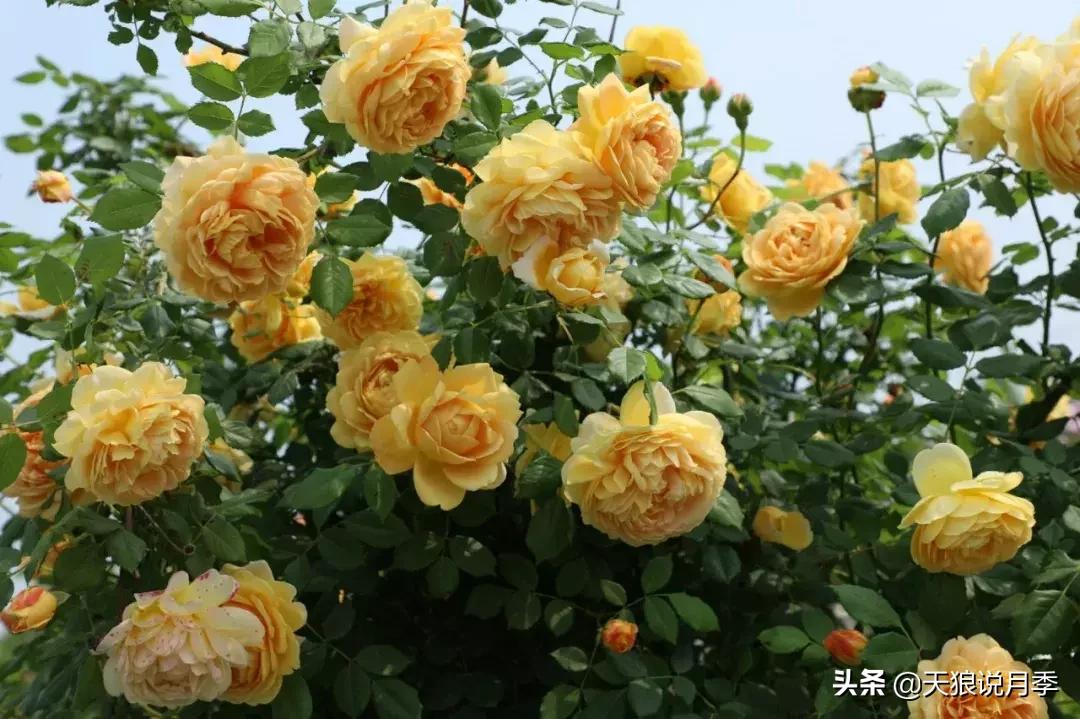 阳台种月季光照少怎么办,光照不好可以养石榴吗