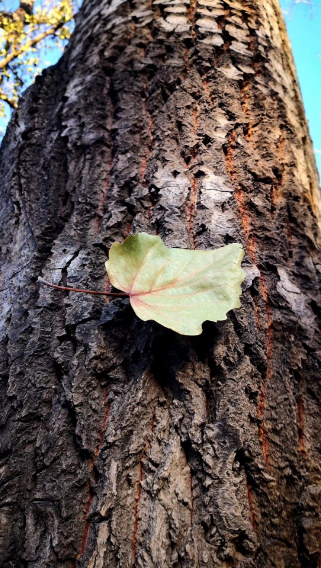 花开花落人未还,花开人不知