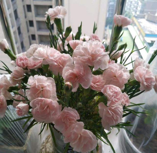 康乃馨开完花花苞怎么处理,康乃馨开完一次之后怎么开第二次