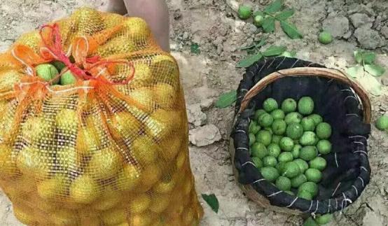 花生和核桃生长过程,核桃样子的坚果