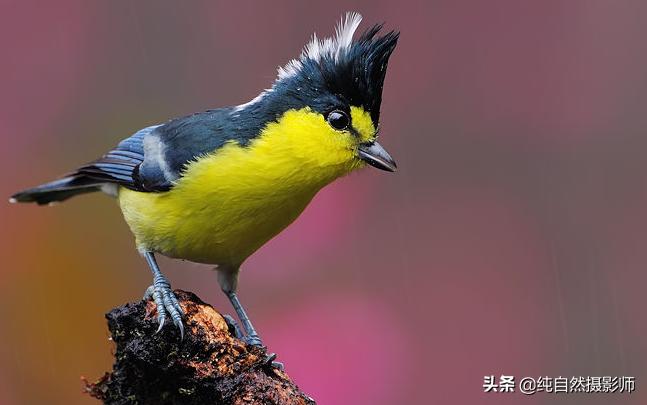 中国山雀科有哪些鸟,黄山雀鸟哪个品种最好