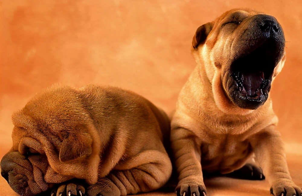 盘点7种常见的中华田园犬,55个中华田园犬品种你喜欢哪一个