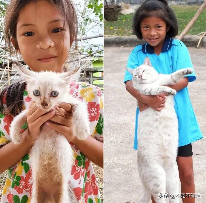 岛国妹子养的超萌小奶猫，几个月后变成巨兽了