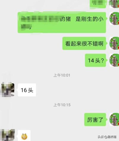 母猪刚产完猪仔应打什么药呢,刚产母猪打什么消炎针