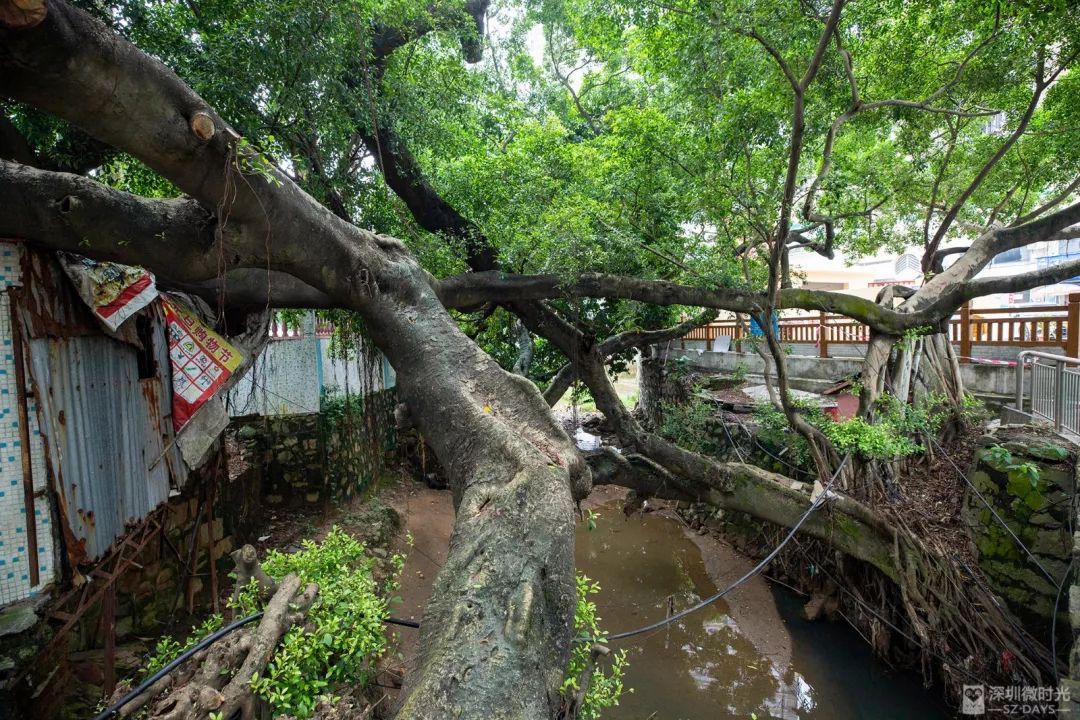 实探豪宅top10,岭南客家豪宅