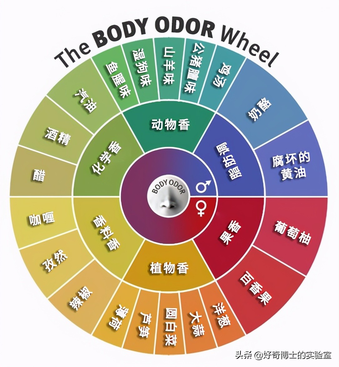 怎么样才可以让身体香香的,怎样让身体有香香的味道