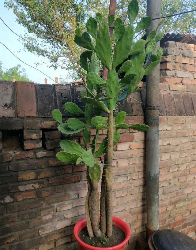 院子里种棵“仙人树”，花开香气飘飘，果熟收获满满