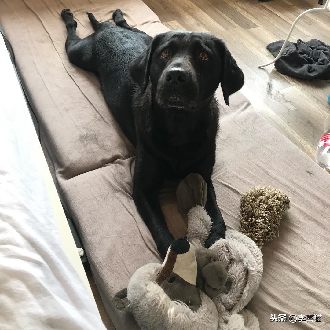 狗狗乱叫怎么教你一招解决,训练狗狗乱叫的解决方法