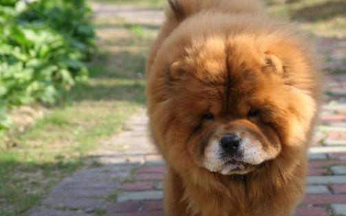 为什么那么多人嫌弃中华田园犬呢,中华田园犬真的是好狗