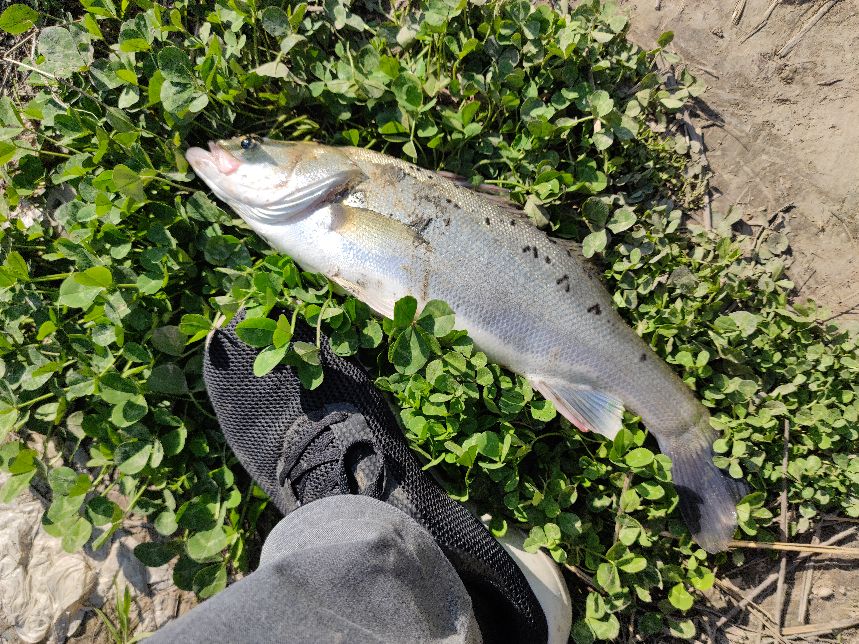 路亚钓海鲈鱼视频,女路亚钓手钓海鲈鱼