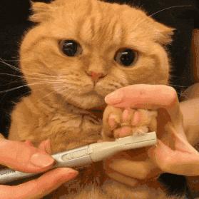 撸猫的秘籍,养猫妙招新手也能讨高冷猫咪欢心