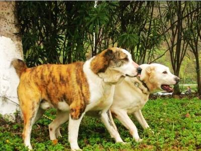 无良犬舍的秘密！过度繁殖导致狗狗子宫脱落！一度失去生活的希望