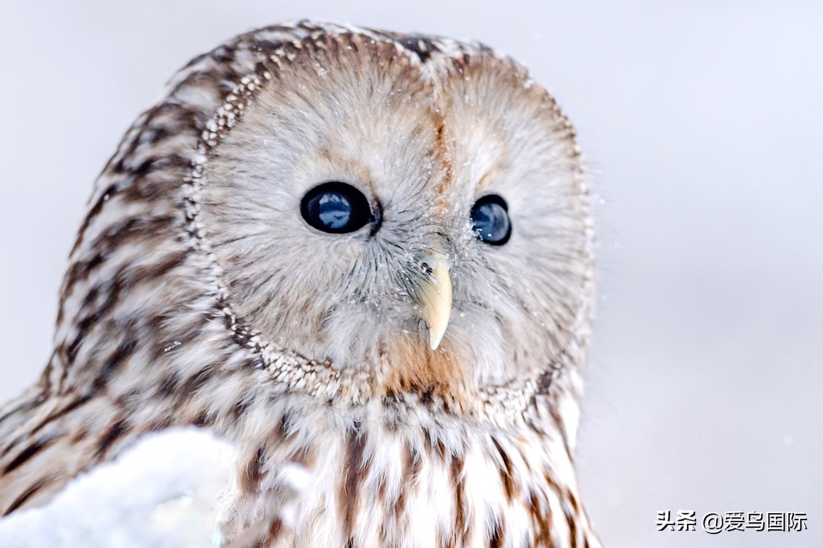 躁动的繁殖季节2021观鸟大年五月精华作品集