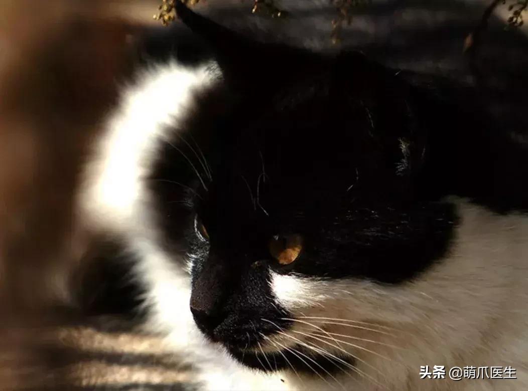 领养一只猫真的很难吗,领养很难