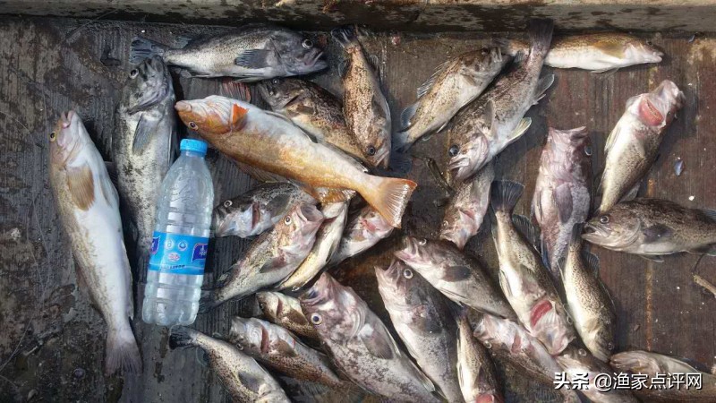 大连这个小岛不去看一看，真的会后悔