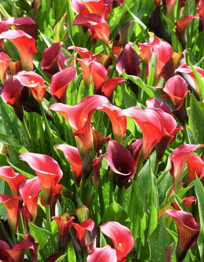 家庭阳台栽培最好的花卉,适合阳台种植的不死苗盆栽