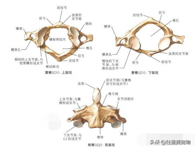 狗狗扭伤和骨折表现有什么区别,狗狗运动系统疾病有哪些