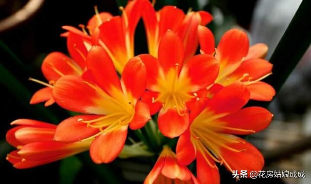 君子兰夹箭只需一招就能解决,发现君子兰夹箭把花箭剪掉可以吗