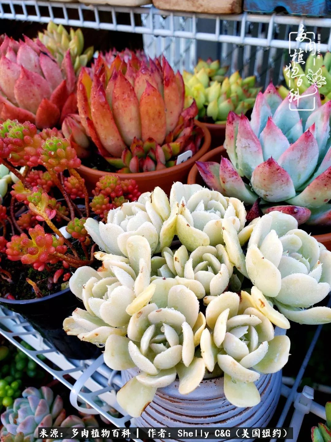 美国纽约有多少华裔人,美国纽约有多少个华人