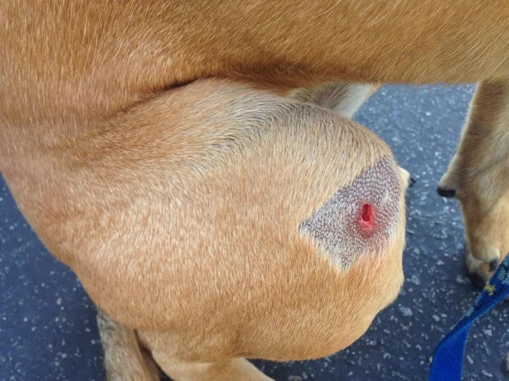 狗狗的小伤口应该怎么处理,紧急呼救狗狗救命