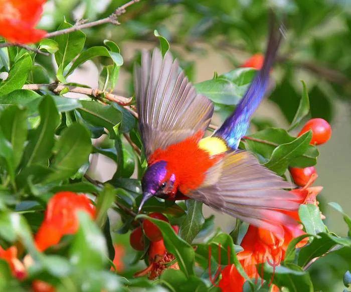 可爱的太阳鸭,可爱的太阳鸟