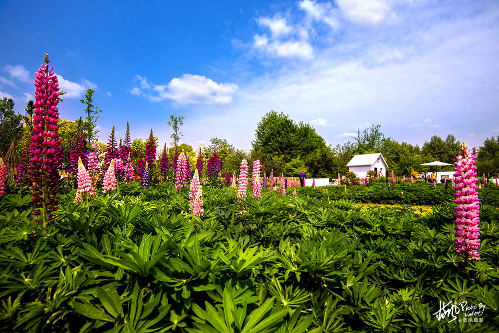 上海国际花展一览表,上海国际花展一览