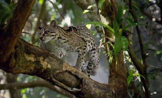 霸气侧漏的猫！可以在树上生活一辈子，想养的是真飘了