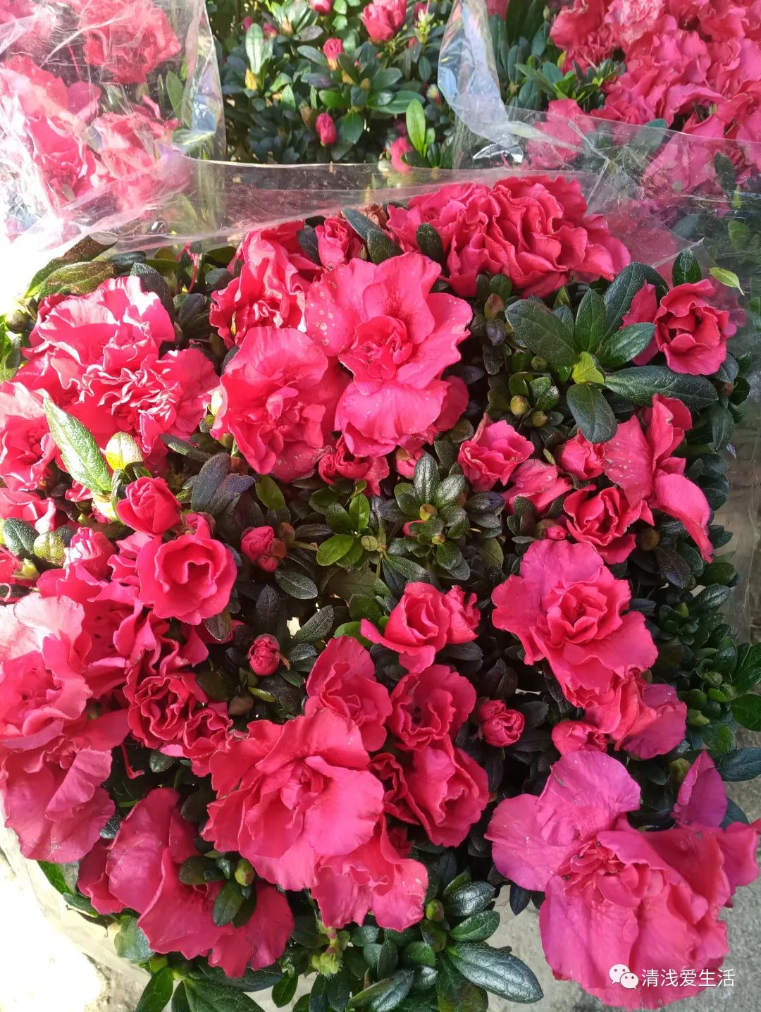 年味十足的花店,花店年味十足