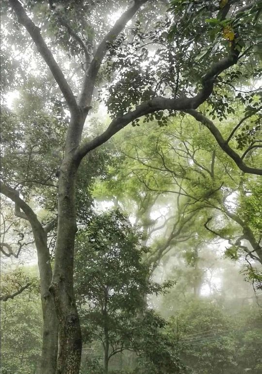 李向华肥西,李向华鹤山图片