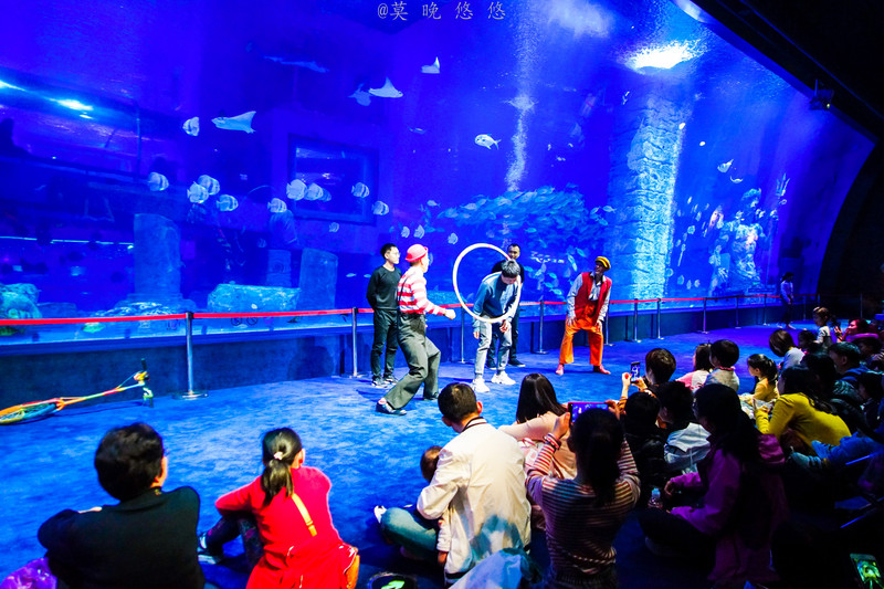 海洋极地海洋世界攻略,正佳极地海洋世界白鲸海象