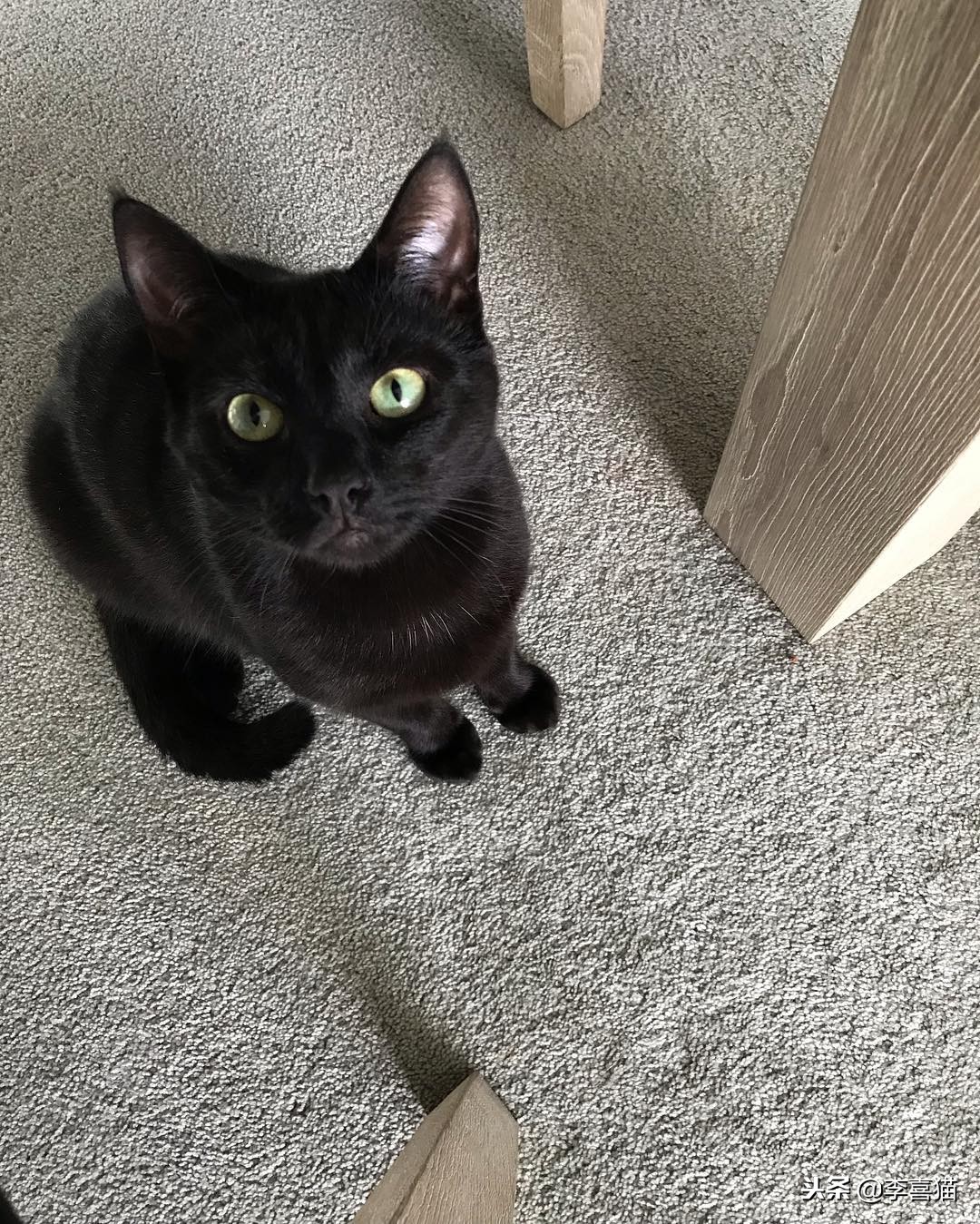 进口猫粮比国产猫粮好吗,进口猫粮和国产猫粮哪个好