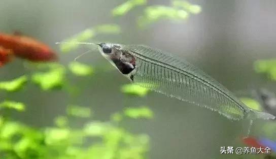 异型鱼饲养指南,异型鱼饲养方法