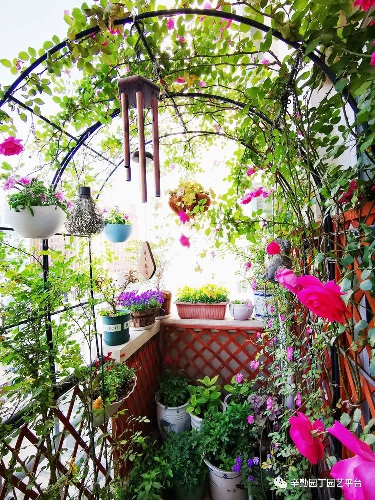 （2021）园丁奖阳台组《008号》星星的花园