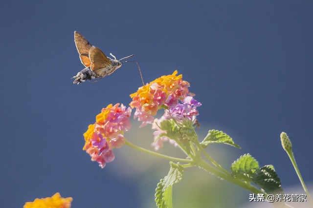 美女樱6个系列，你认识哪一种？