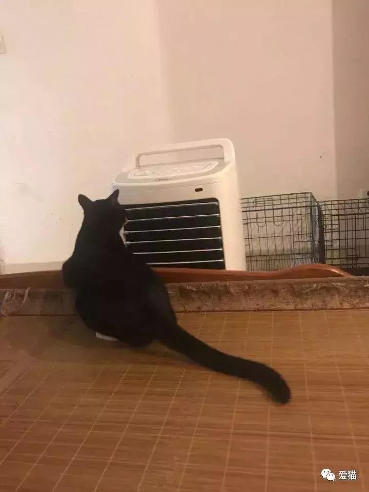 猫是否知道自己是猫,猫知自己是猫么