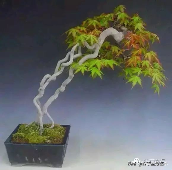 以根代杆下细上粗式盆景图片,各种老根盆景