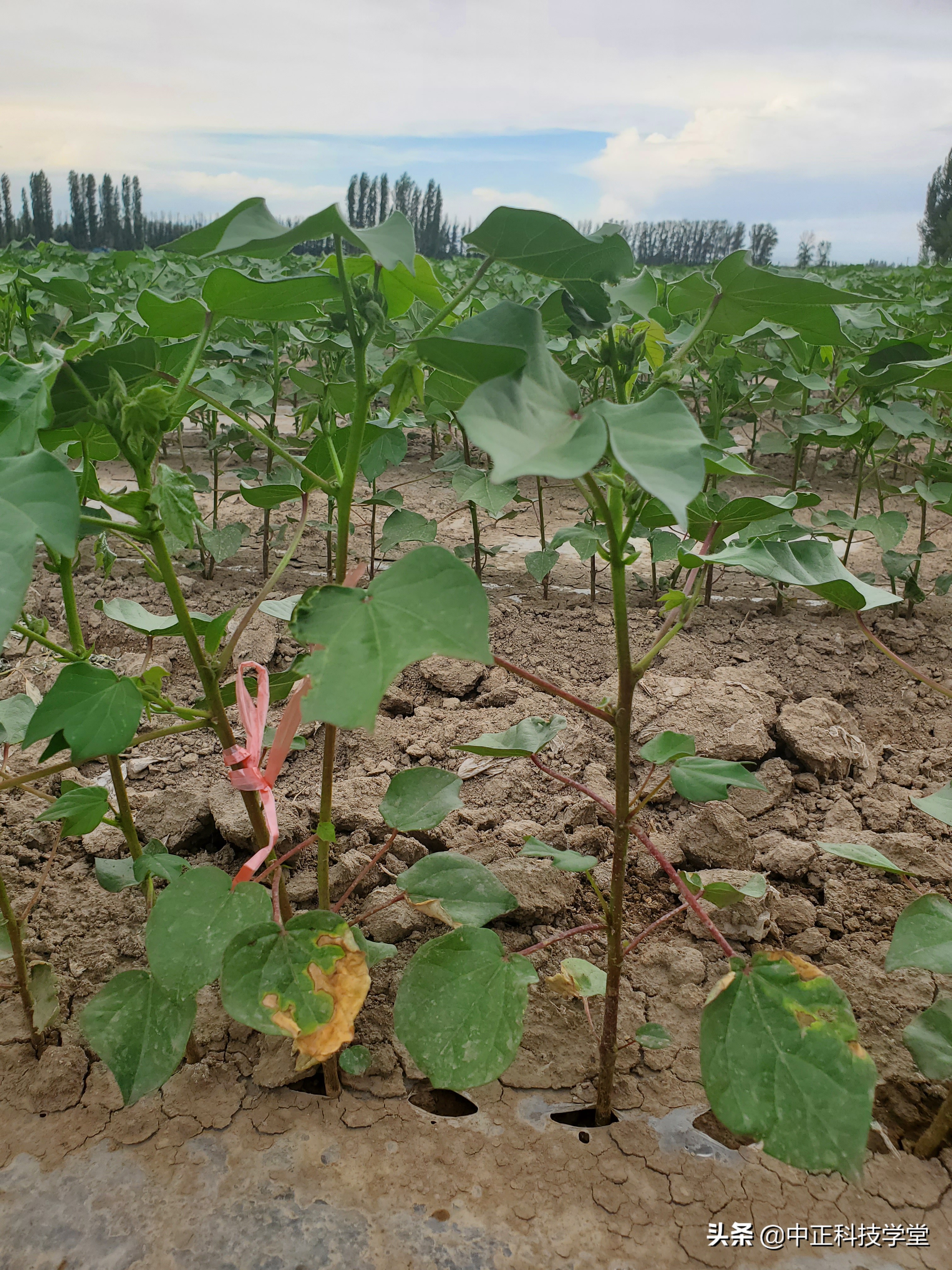 治疗棉花黄萎病哪种药最好,棉花枯黄萎病最新最详细防治方法