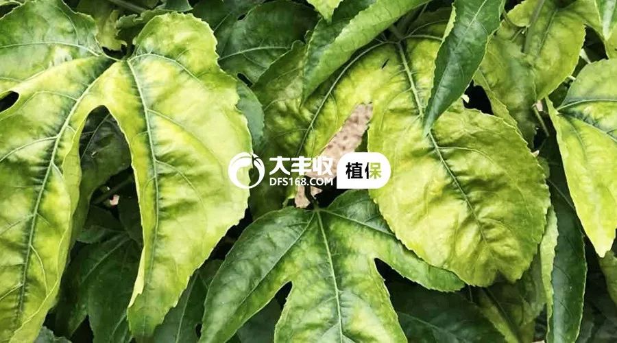 百香果烂根急救,百香果烂根补救方法