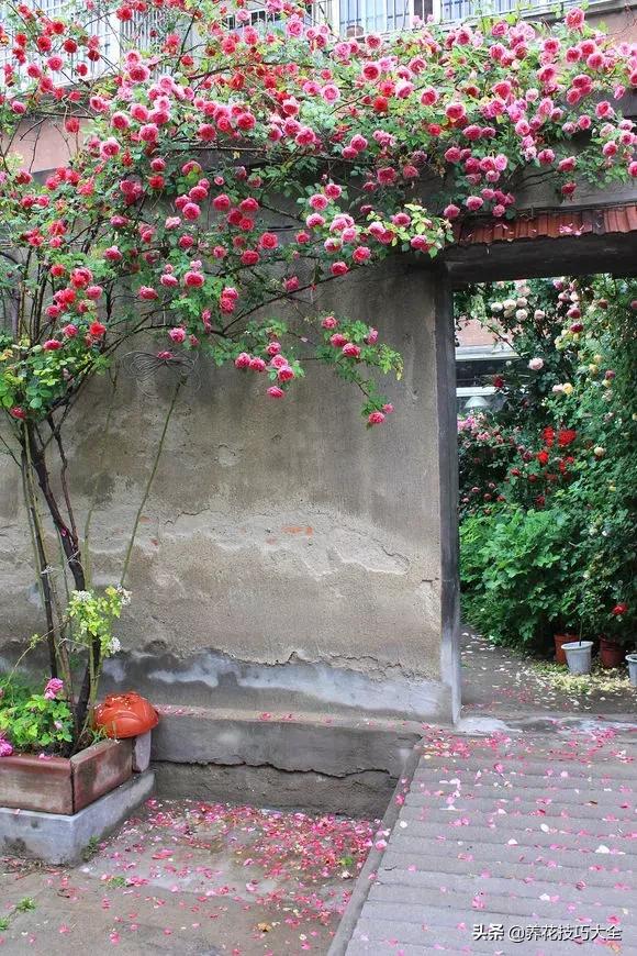 这十种爬藤花一开就是三年,3种极品爬藤花30天爬满庭院农村