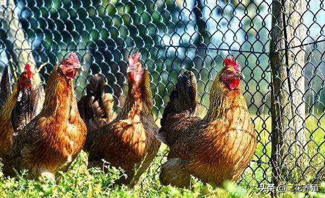 鸡肿头肿脸防治方案,鸡肿头睁不开眼养鸡人该如何处理