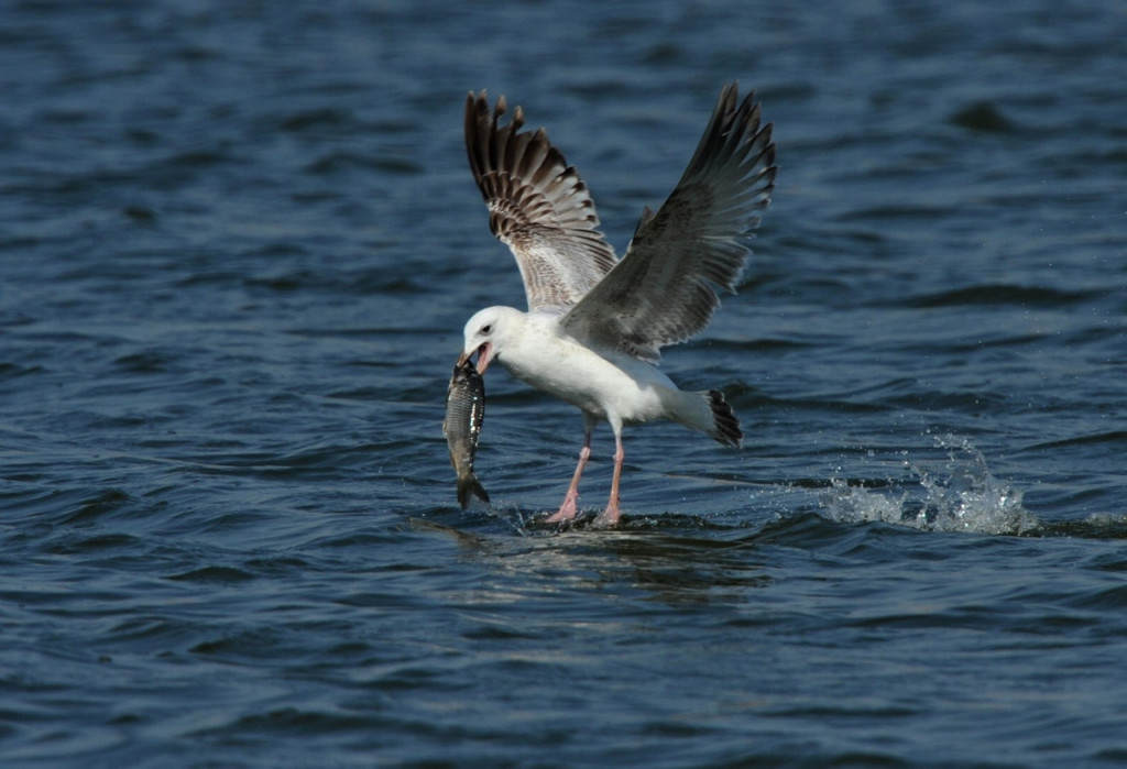 海水含盐量高了怎么办,海水很咸不