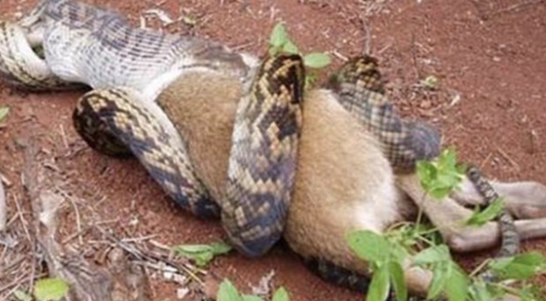 澳洲男子养宠物,澳洲男子养袋鼠做宠物