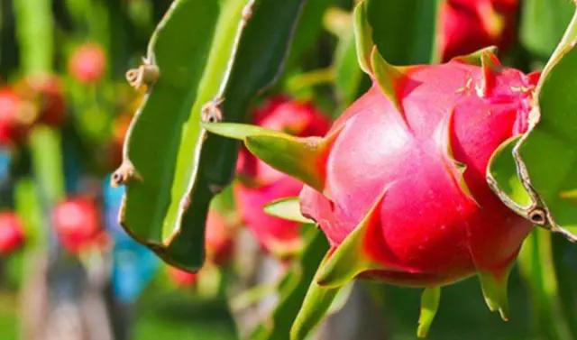 火龙果用什么肥料才能高产,火龙果树怎么种植才能高产