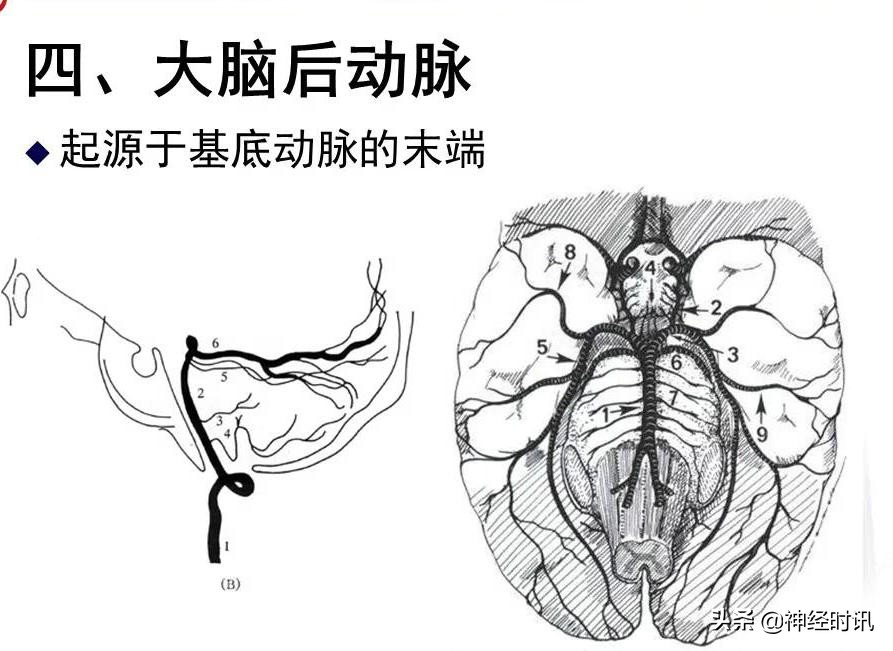 脑动脉解剖学讲解,基底节区脑血管解剖