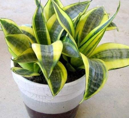 家庭盆栽废茶渣沤肥,牛奶和淘米水沤肥