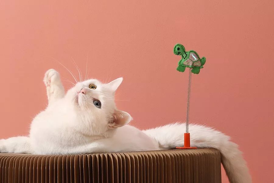 一心|猫能改善你的抑郁症吗？